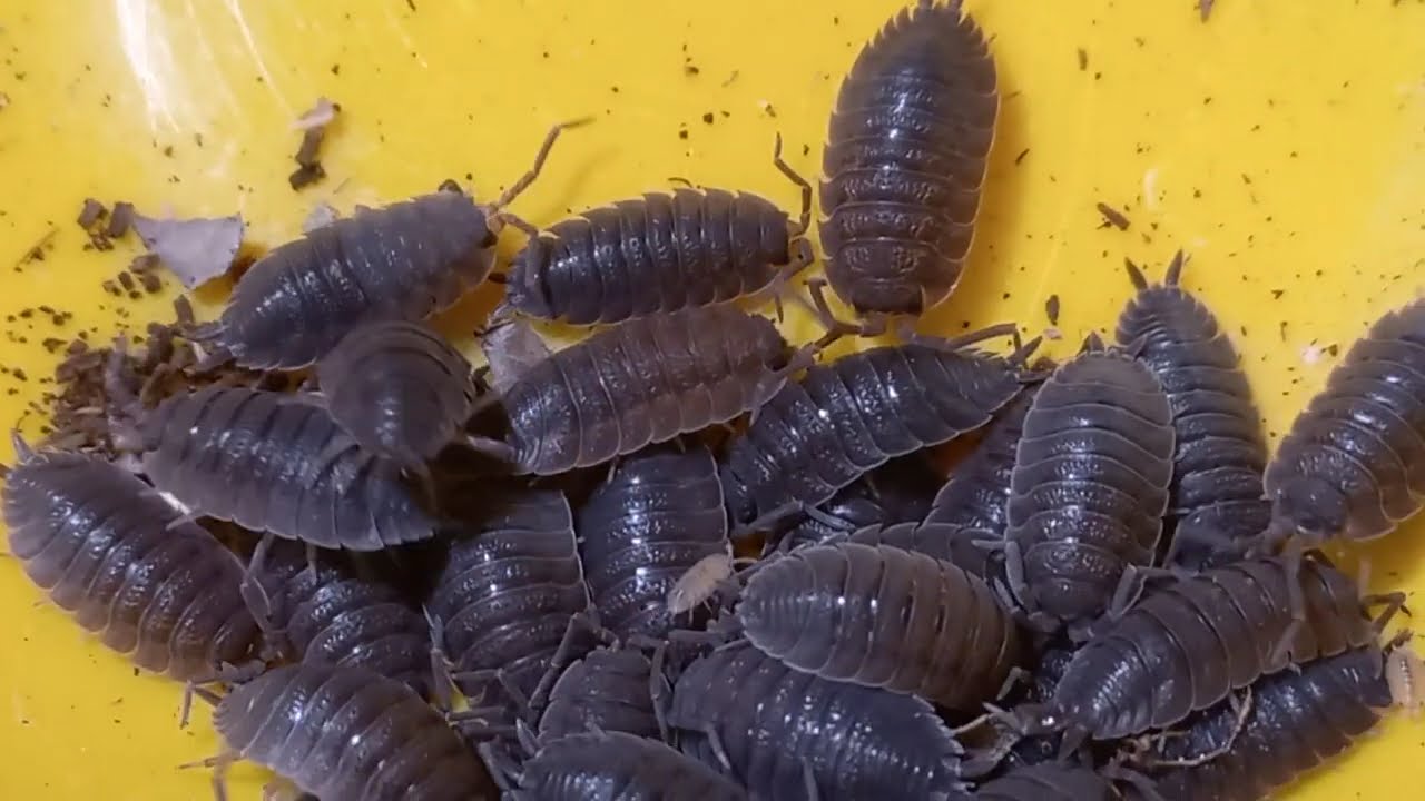 ROLLY POLLIES, WOODLICE, TERRESTRIAL CRUSTACEANS, Isopods are not insects. Living culture.
