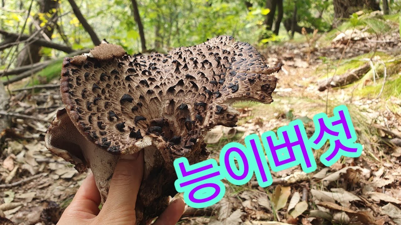 강아지들과 능이버섯산행/능이버섯하나만 발견해도 그주변에대박입니다/멧돼지떼를만난어린사냥견들의반응은?