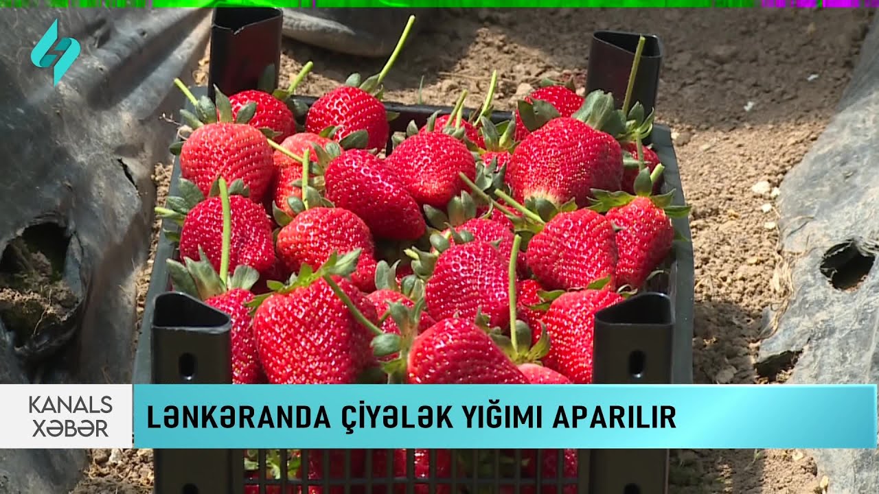 Lənkəranda çiyələk sahələrində yığım davam edir