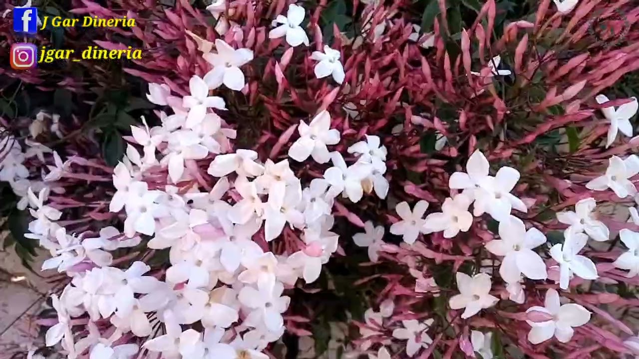 Cuidados del jazmín polyanthum | Jazmín chino