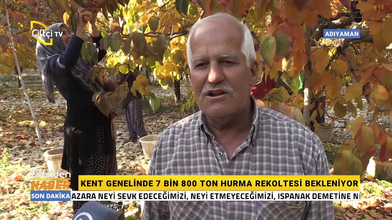 Cennet Meyvesi Hurmada Yüksek Rekolte Yüzleri Güldürdü