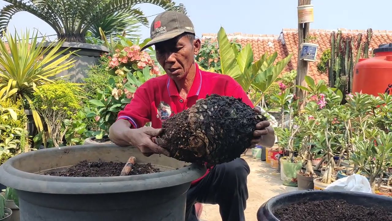 CARA MENGATASI AKAR BUSUK CABUT TANAM ULANG ENCEPHALARTOS HORRIDUS !!