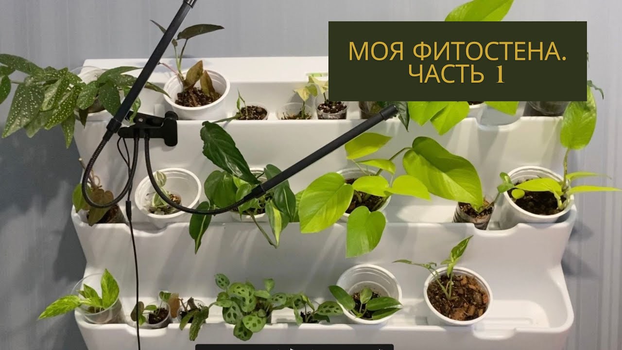 Моя фитостена. Часть 1: купила фитомодуль, готовлю эпипремнумы для размещения на стене