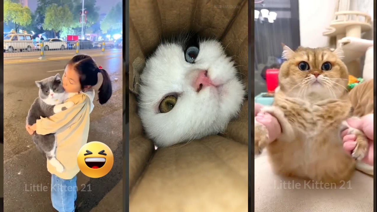 Funny Pets 😸 Funny Cat Videos 😼 #worldofanimals Ep 5080