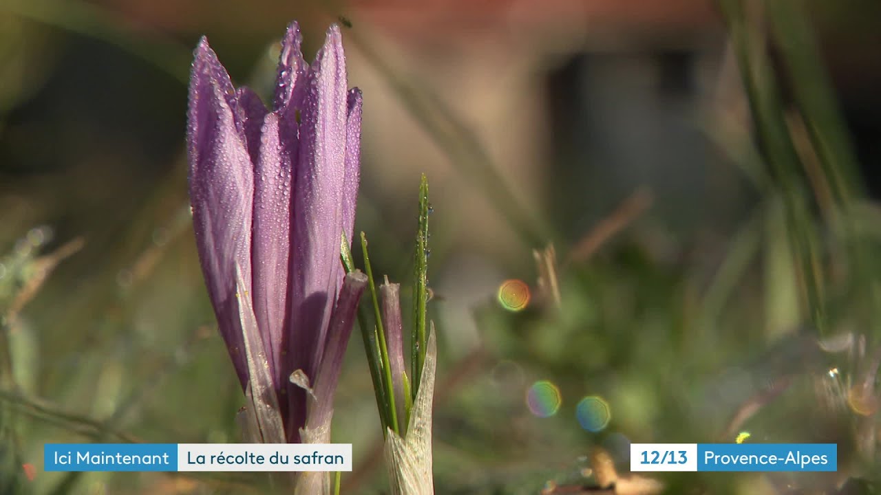 La récolte de safran vient de s’achever dans notre région