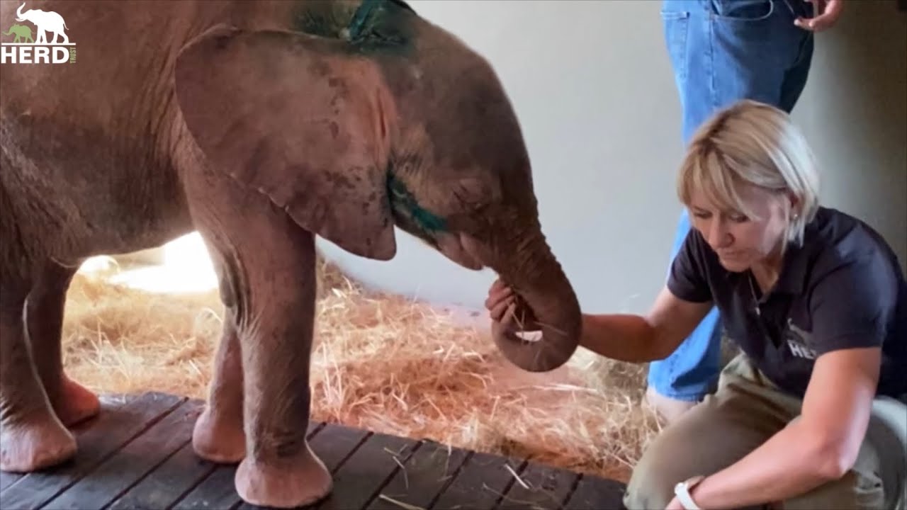 An Amazing Journey of Weigh-ins for Baby Elephant Khanyisa!