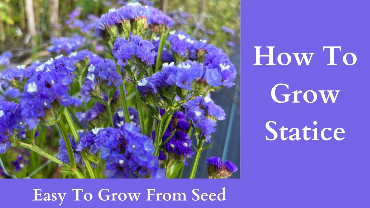 How To Grow Statice | Easy To Grow From Seed