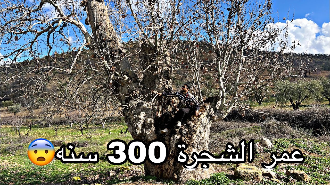 اكبر شجرة عمره 300 سنه وشفت سمك غريب بل نبع 😨😱