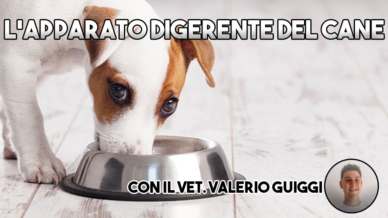 Cosa succede nell'apparato digerente del cane?