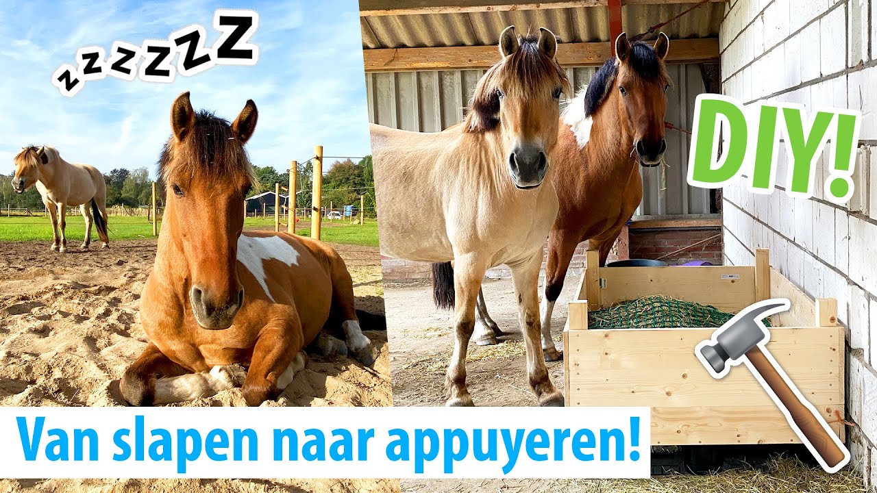 DIY slowfeeder maken & appuyementen oefenen! | felinehoi VLOG #402