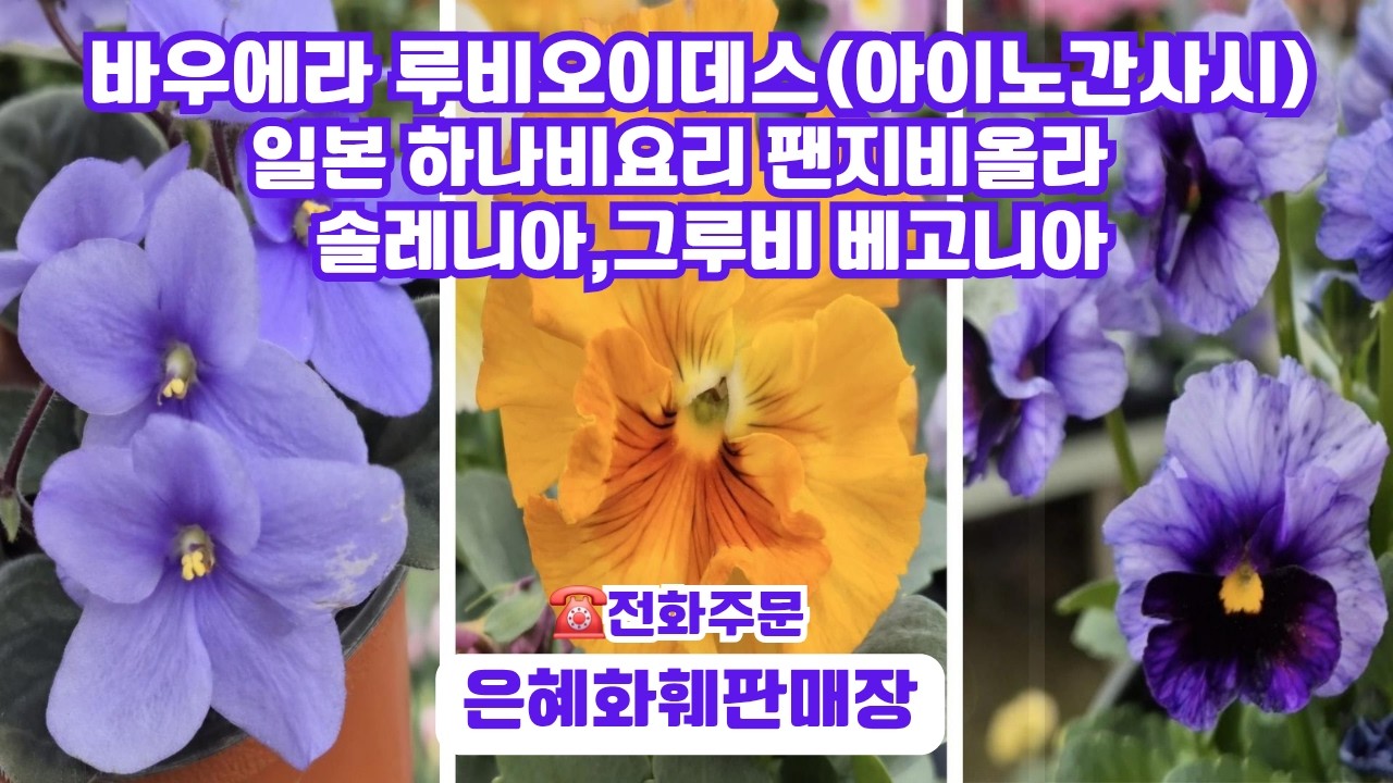 은혜화훼판매장🌳4k영상 ☎010 2651 4421#바우에라 루비오이데스(아이노간사시)#일본팬지비올라 하나비요리#솔레니아 베고니아#그루비 베고니아#리갈제라늄#청화쥐손이#상록으아리 🌳