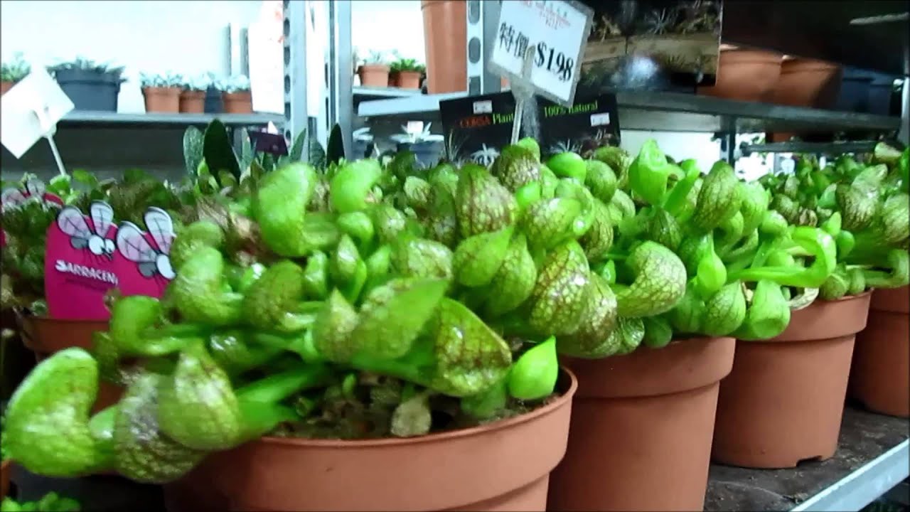 DPlant's Greenhouse - Hong Kong Plants! 2014