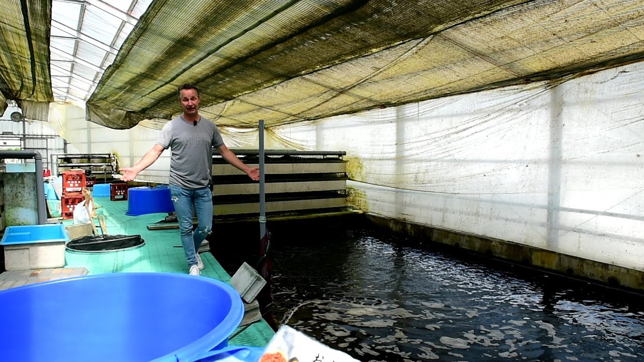 Modern Koi Blog #1673 - Deshalb brachte Makoto diese Tategoi nicht in den Naturteich - Teil 1