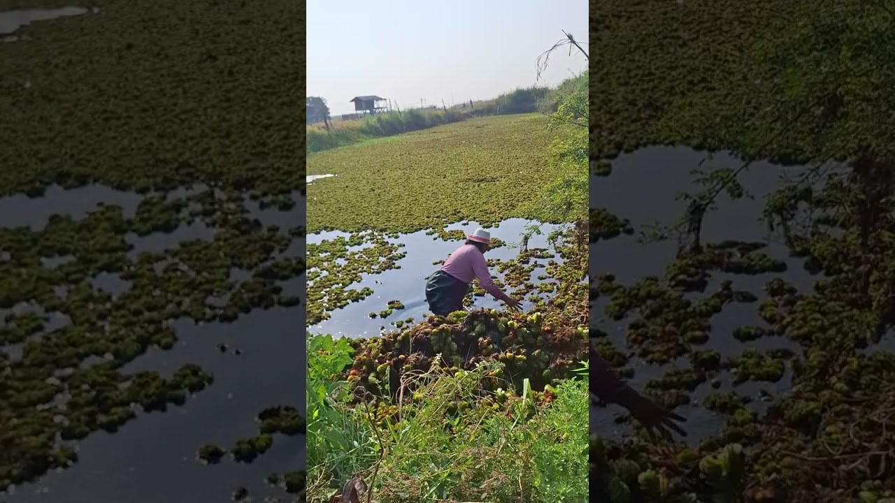 เก็บดอกวางขายข้างทาง อีก 1 รายได้