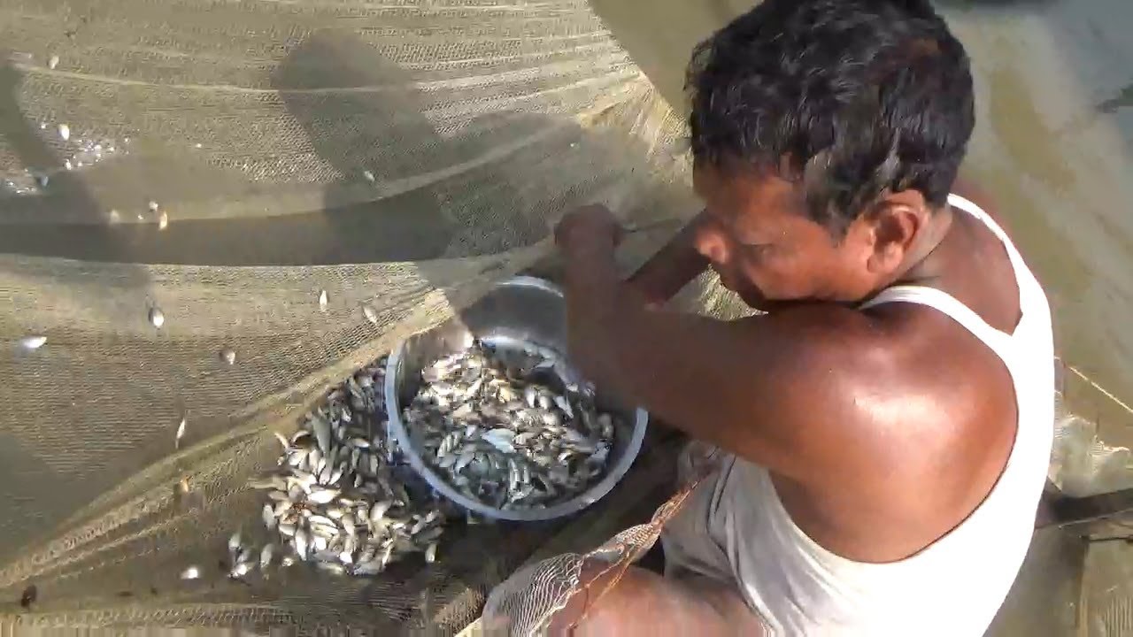 Unique Fish Trapping System Using Fishing net and bamboo | Catching Thousands KG country fish