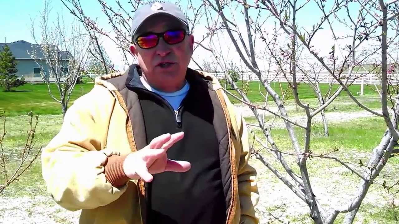 Thinning Peaches for Productivity and Delicious Fruit