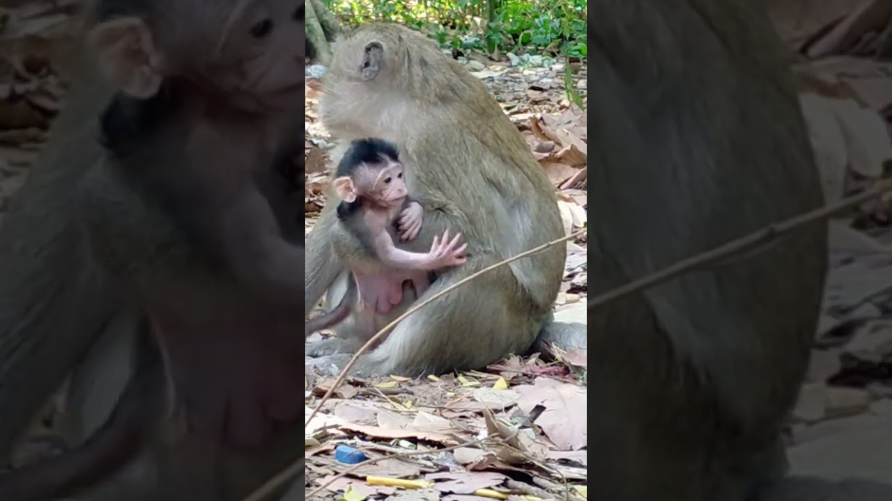 So Much Adorable Monkey Baby Brooke.
