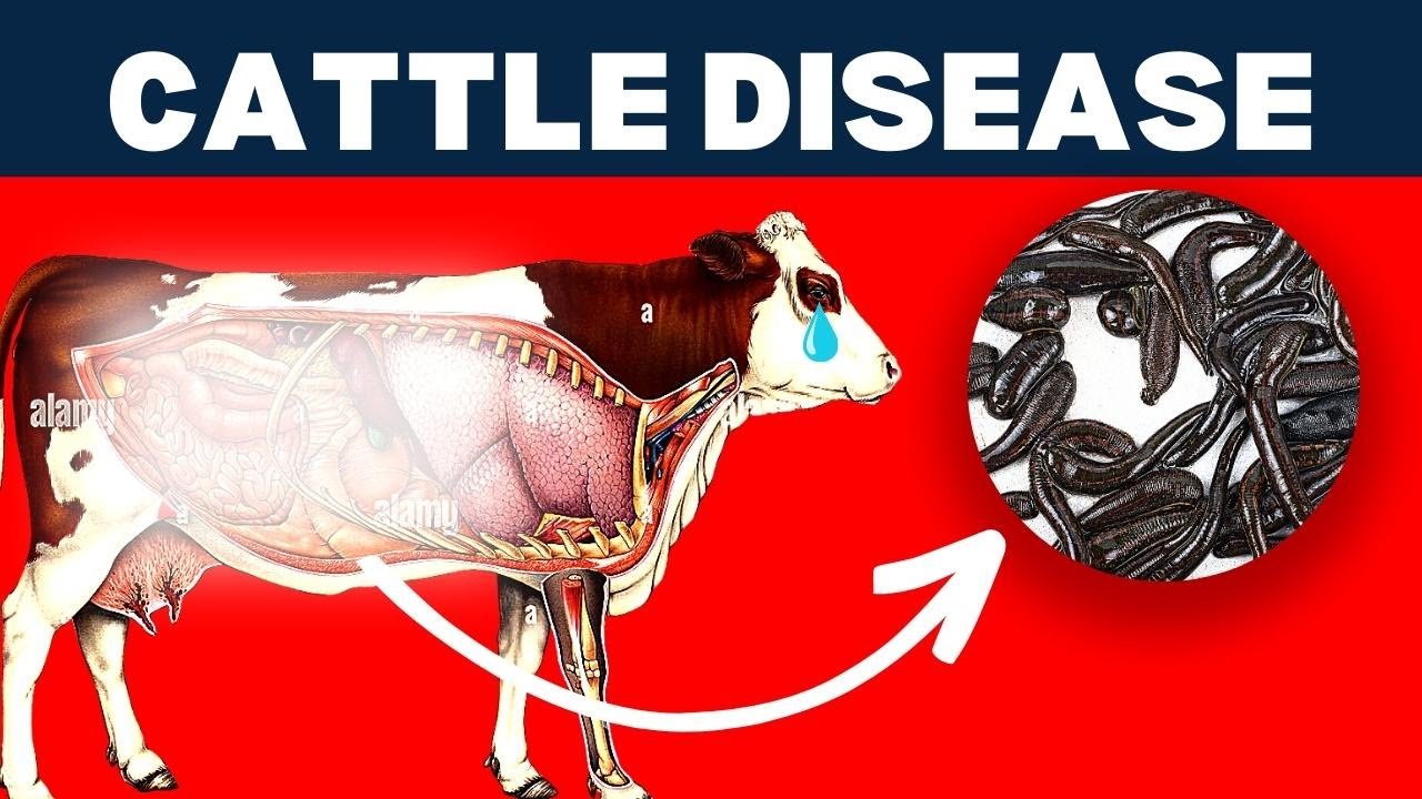Unveiling the Dark Secrets of Common Cattle Diseases