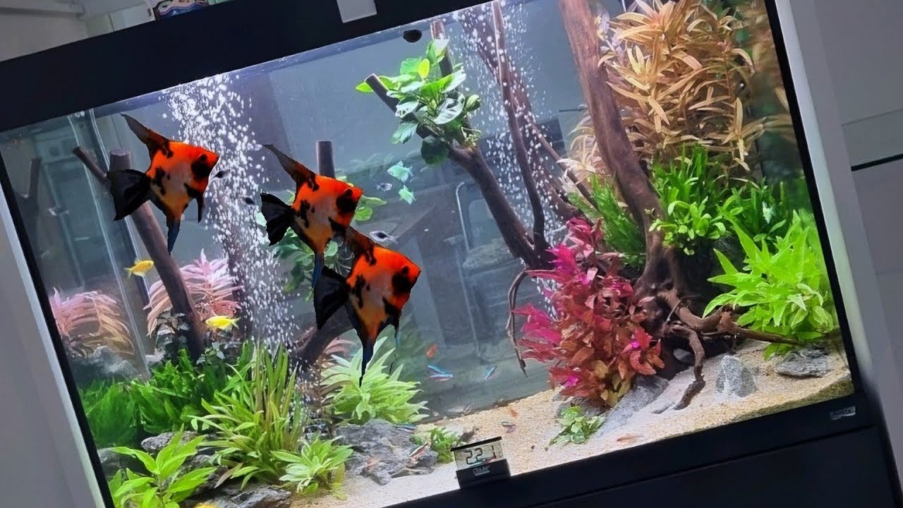 Amtra Alux 220 Aquarium by @natureaquariumdesign