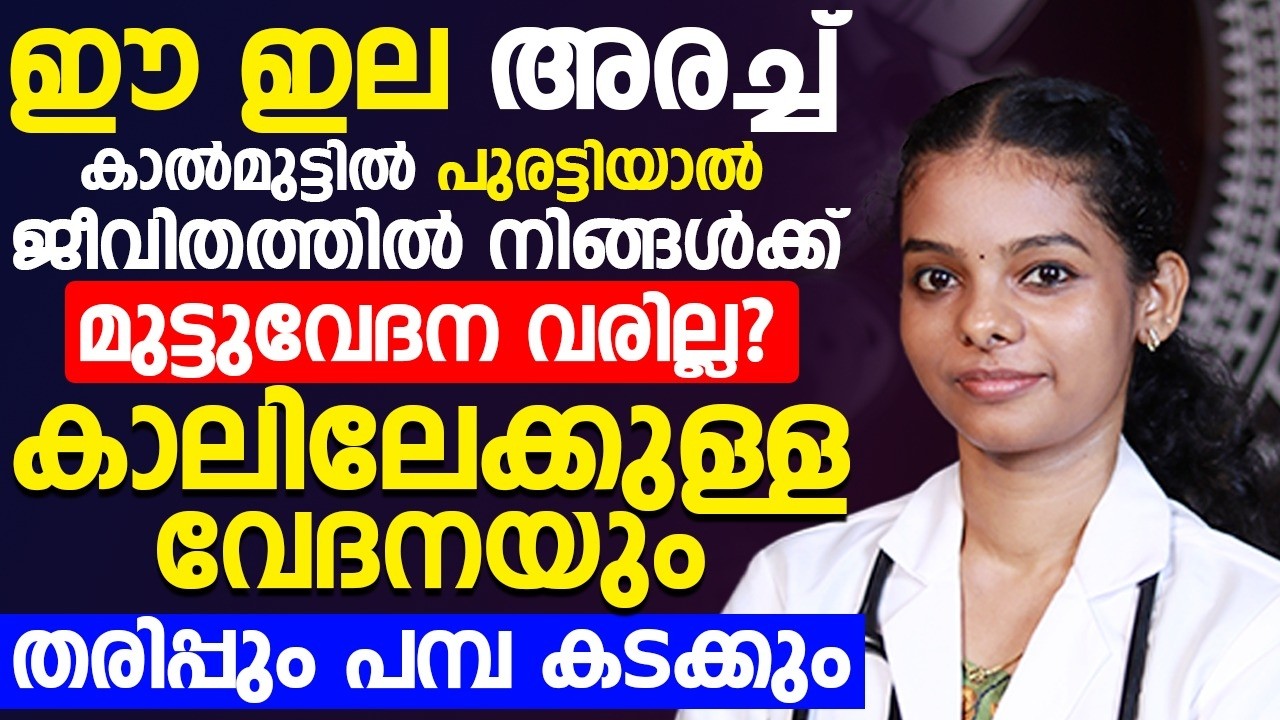 ഈ ഇല അരച്ച് മുട്ടിൽ പുരട്ടിയാൽ മുട്ടുവേദന വരില്ല ¦ കാലിലേക്കുള്ള വേദനയും തരിപ്പും മാറും