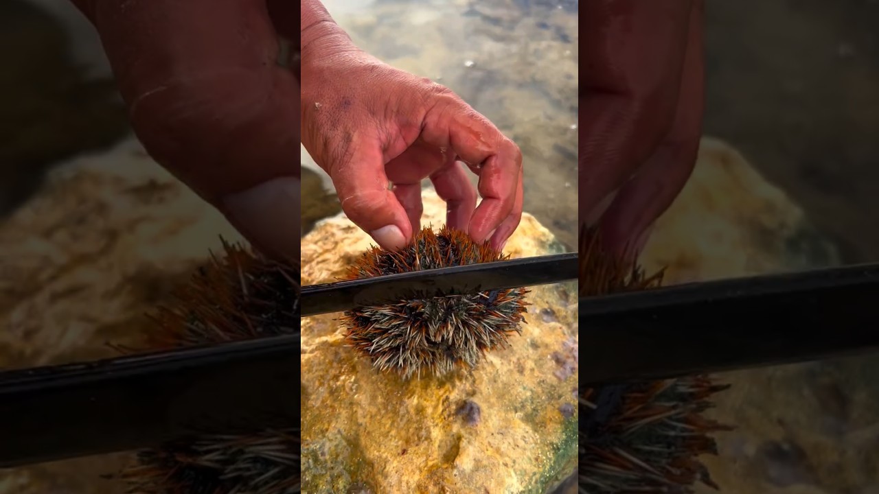 TREASURE Inside Sea Urchin! 🌊 FRESHEST Uni Harvest to Plate | RARE Ocean Delicacy REVEALED