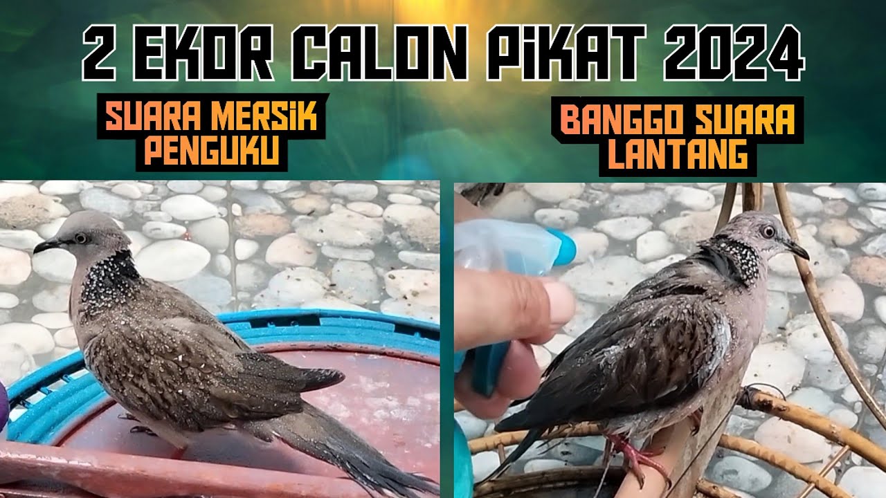 2 Ekor Tekukur Pilihan Langsung Naik SL || Calon Pikat 2024