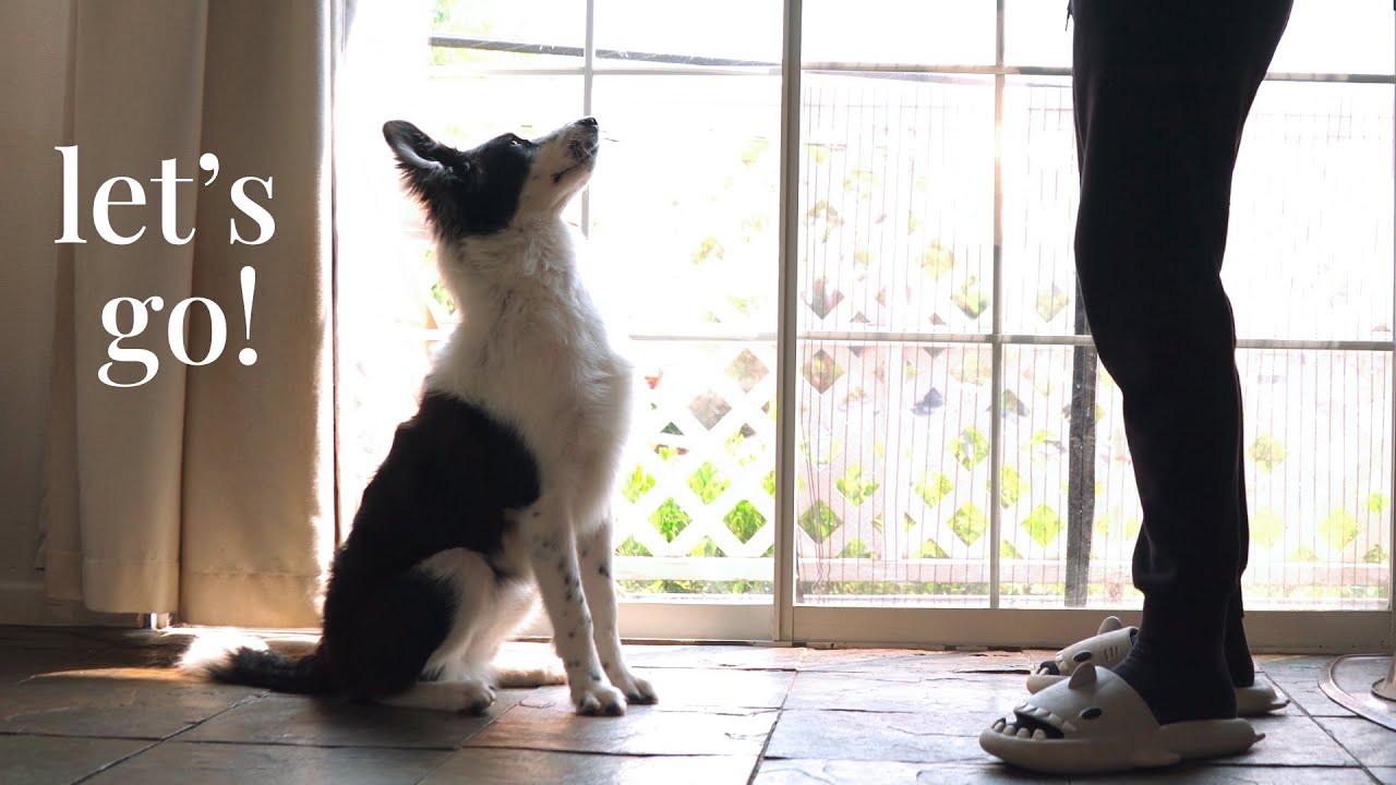 Border Collie Puppy Morning Routine! Starting Our Day with CUTENESS