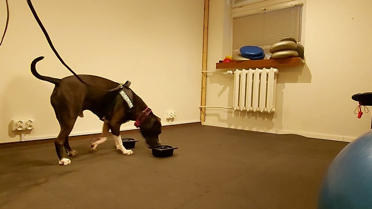Nosework - wprowadzenie zapachu przez parowanie + nauka oznaczania przez siad
