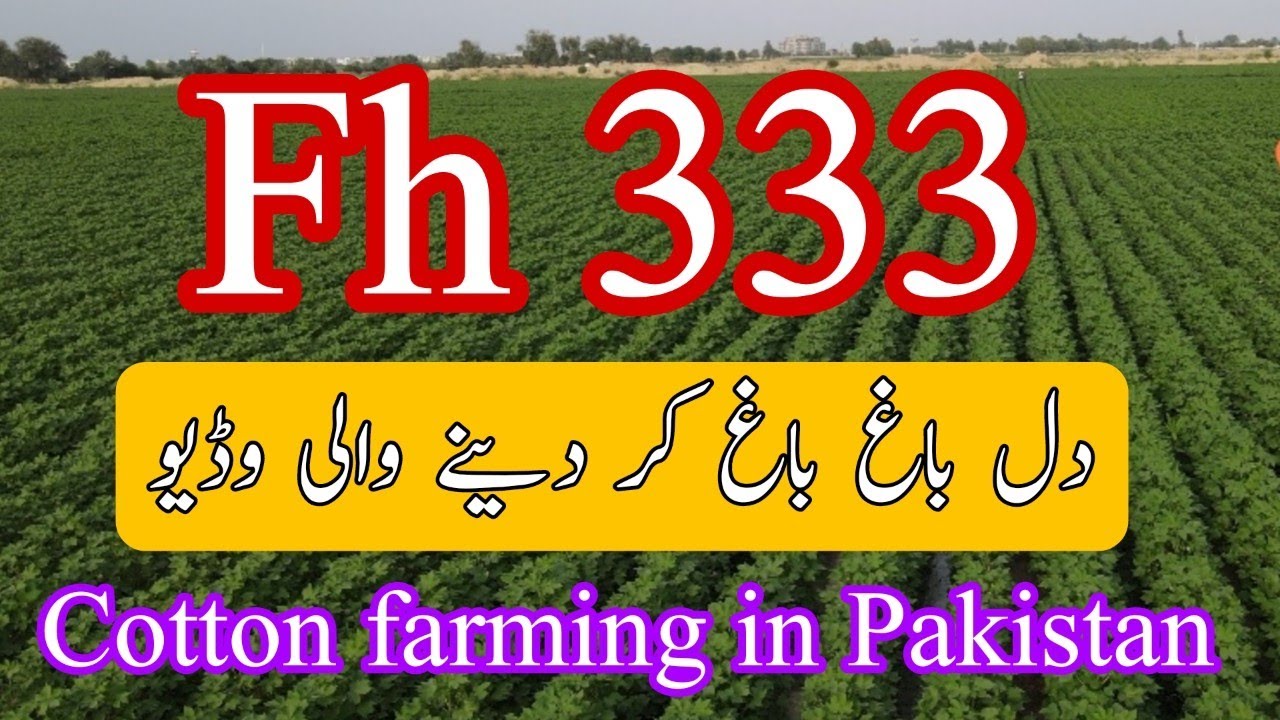 Fh 333 triple gene cotton variety latest video 4/6/2023