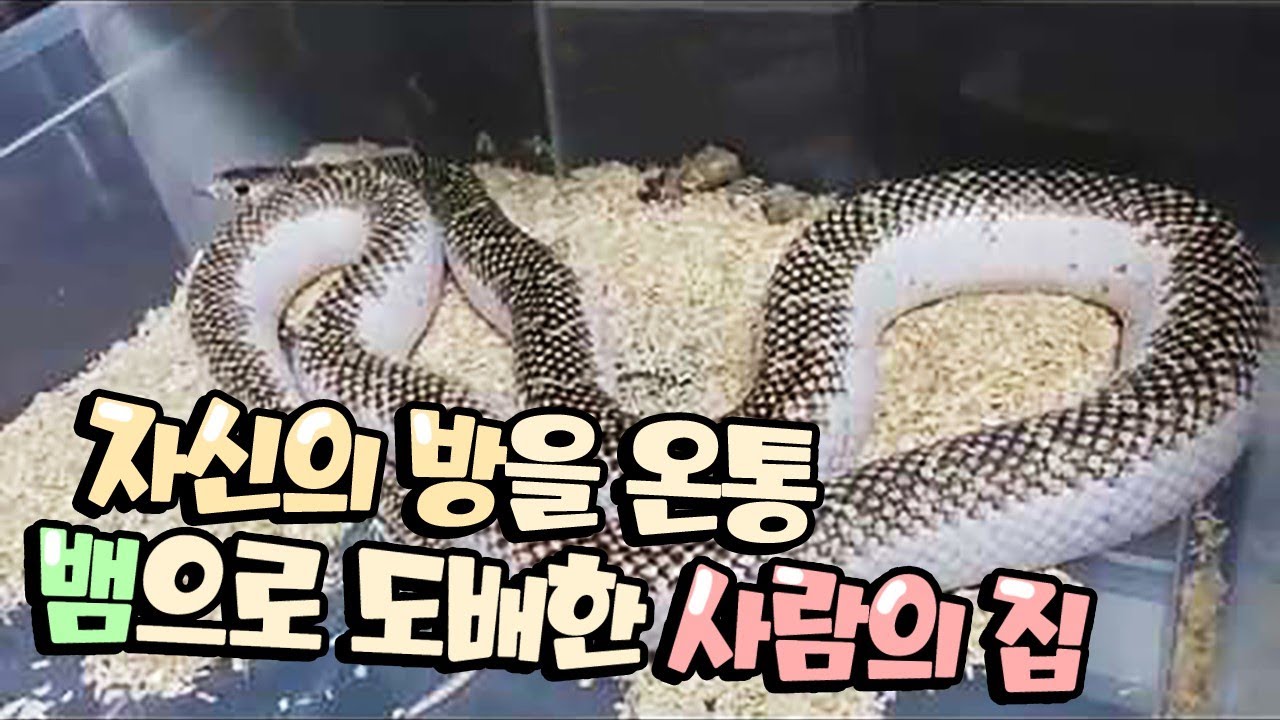 역대급 집 전체를 뱀으로 도배한 최고의 드루이드를 만났습니다.
