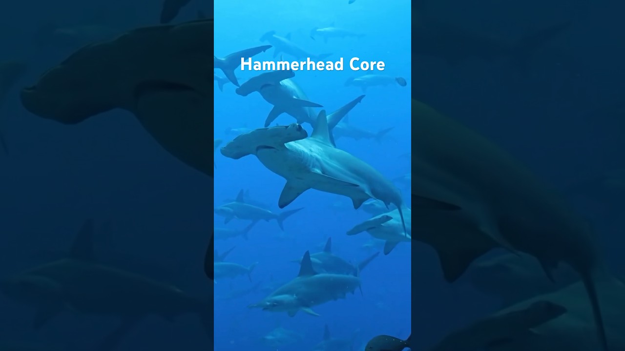 Hammerhead Core #animalshorts #animals #shark #sharks #hammerheadshark #hammerhead