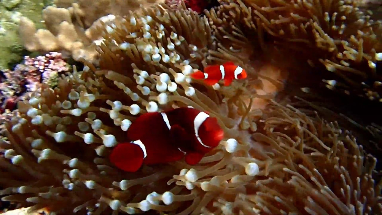 Snorkeling 2019 &agrave; Friwen wall part.1 - Raja Ampat - Papua Barat Indonesia