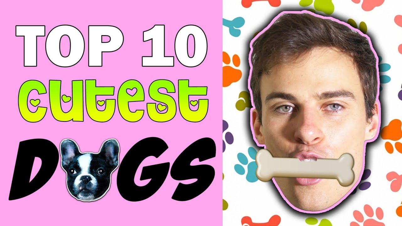 Top 10 Cutest Dogs