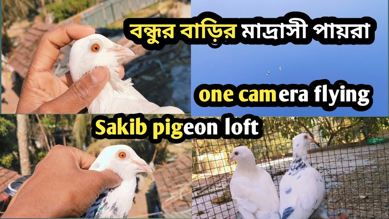 one camera flying। হাই ফ্লাইং পায়রা উড়ালাম। মাদ্রাসি পায়রা উড়ালাম 3 ঘন্টা+উড়লো#pigeon #trending