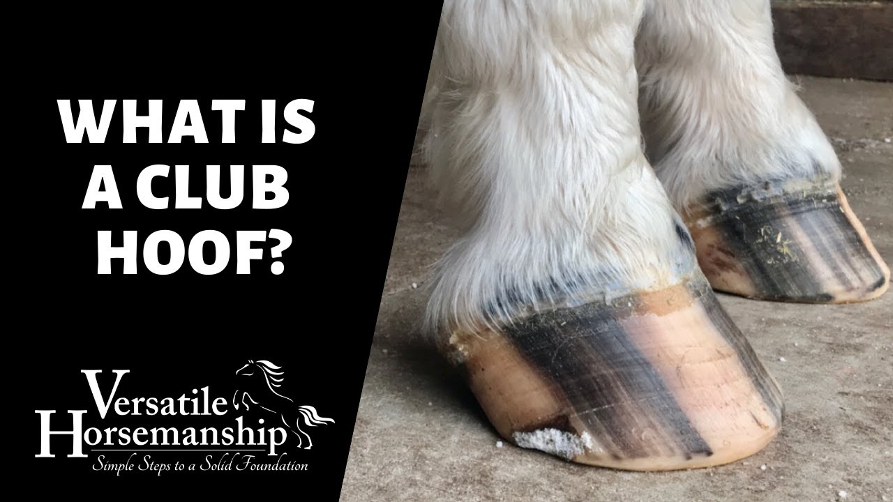 WHAT IS A CLUB HOOF? // Versatile Horsemanship