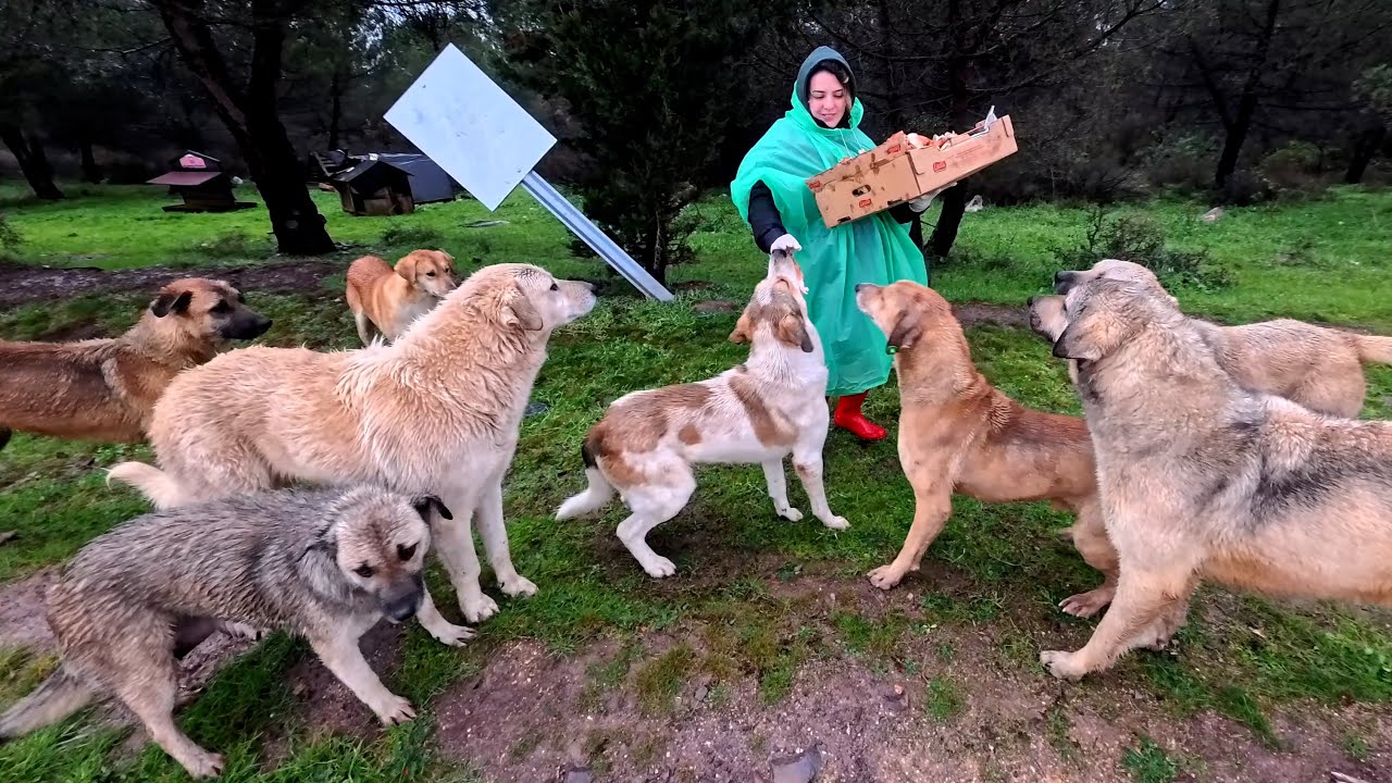 Когда эта девушка выходит на сцену, хвосты всех бездомных собак начинают вилять от счастья.