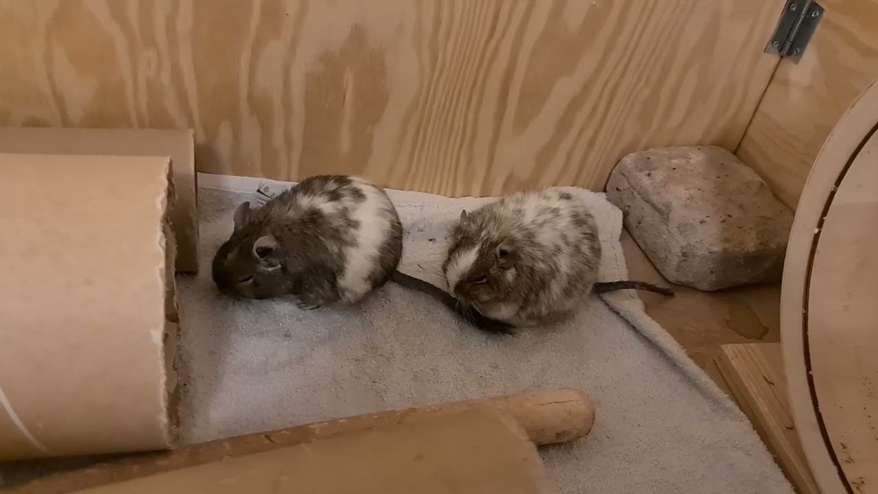 Degus Mona and Selina resting in the play pen and Selina grooming