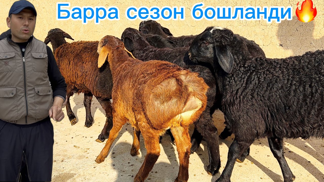 2900 дан Барра қўзилар🔥Достонбек қўй фермаси💵