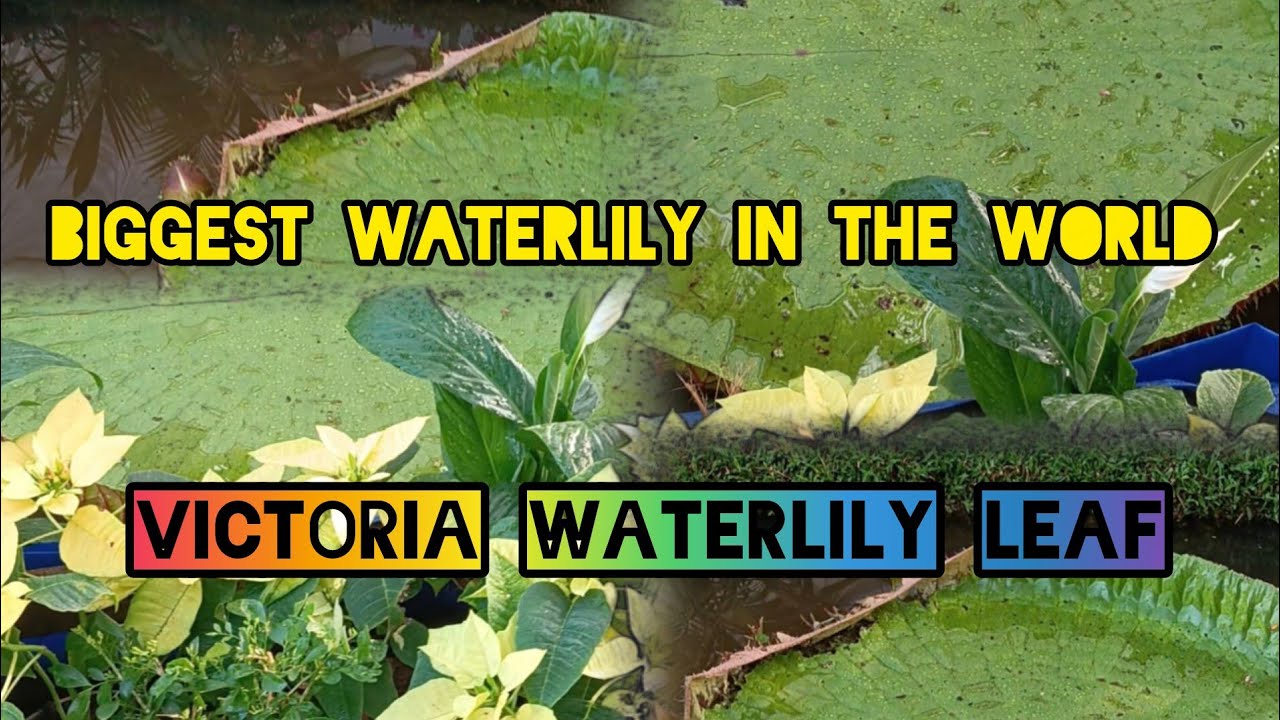 Victoria waterlily💚