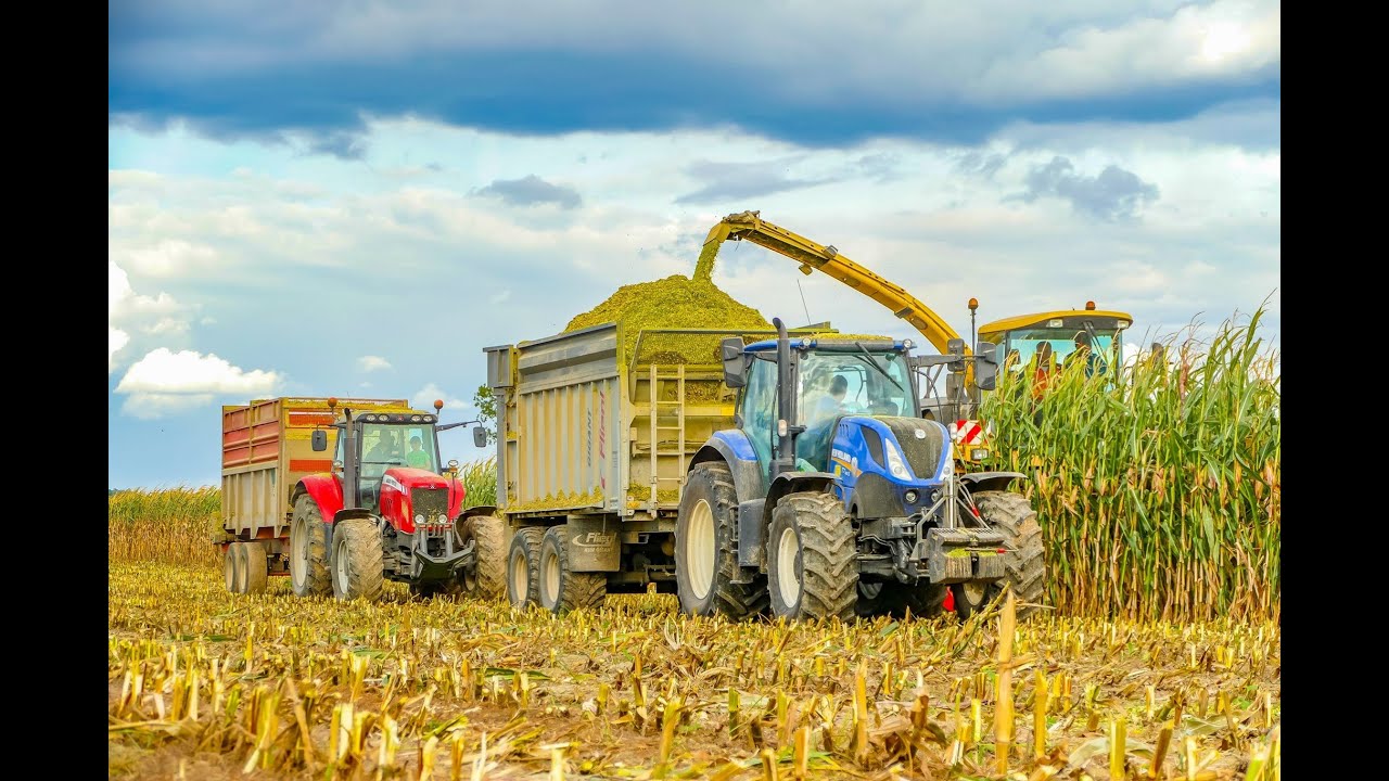 Koszenie Kukurydzy 2019 z Firmą DARPOL ☆ 2x New Holland FX 450 ☆ 2x Massey Ferguson ☆ Case MX ☆ JCB☆