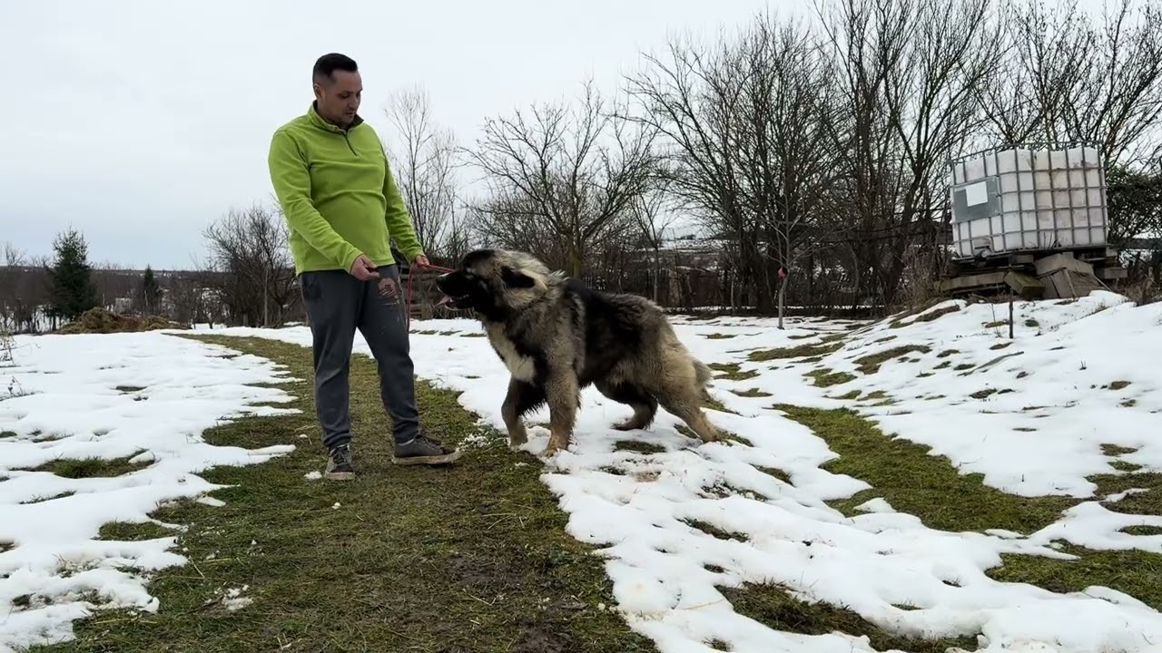 Ciobănesc Caucazian #dog #puppy #foryou #viral #animals 