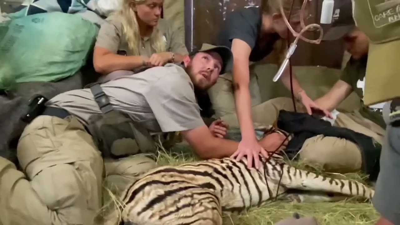 Modjadji the Zebra's Story