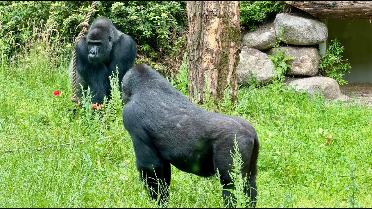 VIKING the new leader of the 🦍 Troop | 