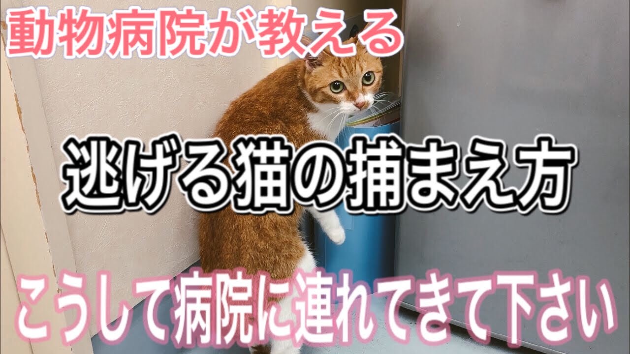 【猫を病院へ連れていく方法】洗濯ネットでの猫の捕まえ方を獣医師が解説。元保護猫の洗濯ネットで捕まえるコツ。