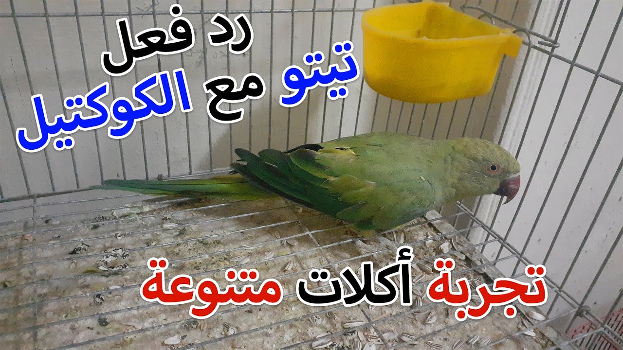 قدمت غلة للببغاء تيتو ورد فعلة مع الكوكتيل لما شافة جمبة