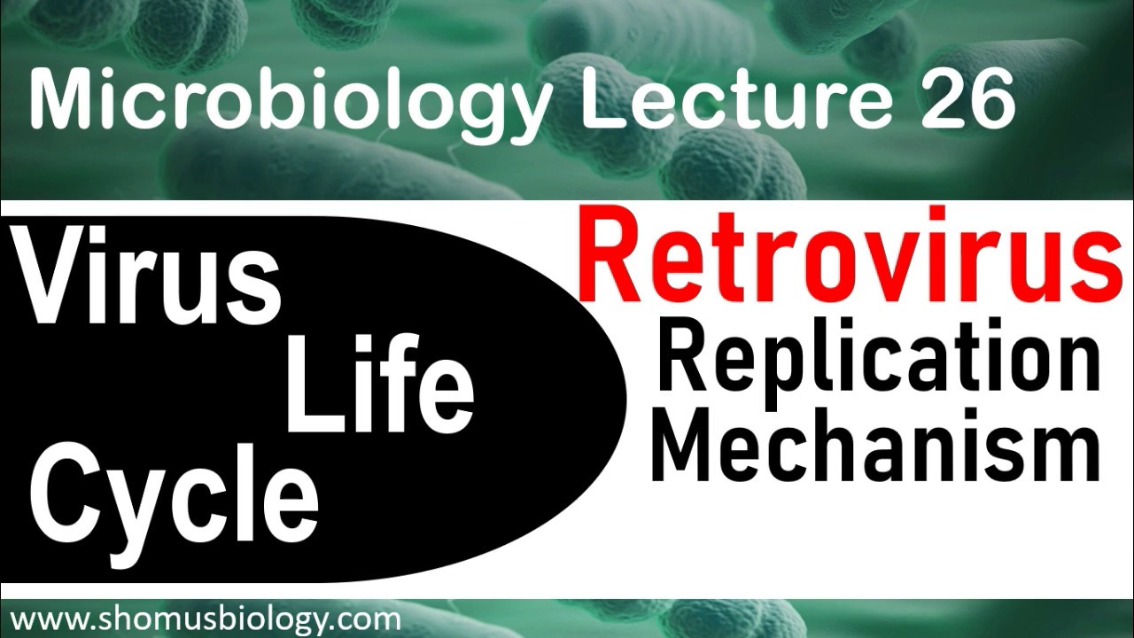 Retrovirus replication | virus life cycle