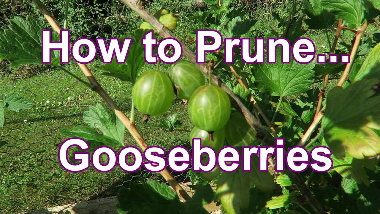How to Prune...Gooseberries