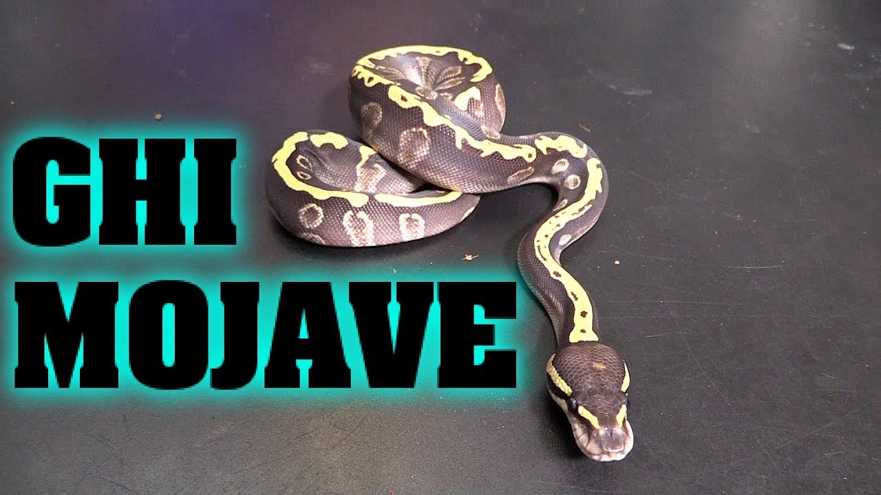 GHI Mojave Clutch Update.  Did I finally get the combo??