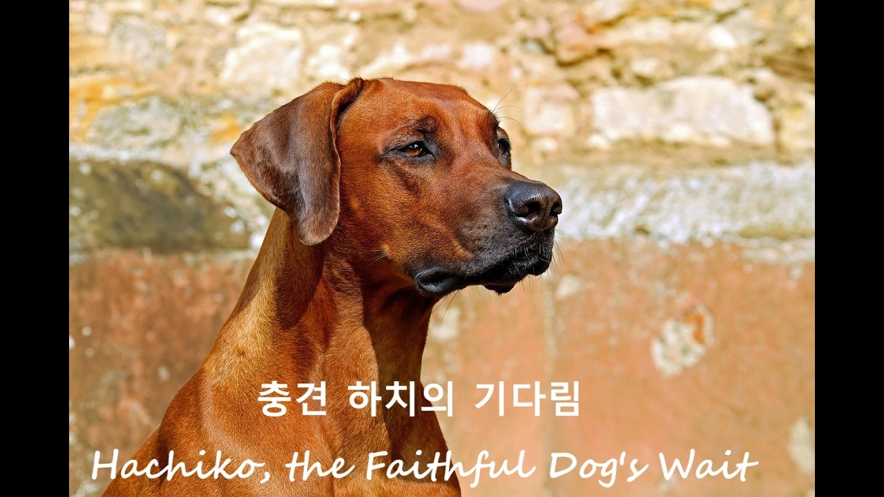 AI로 만든 감성 뮤직 – 이별 후 밤에 듣기 좋은 음악, [충견 하치의 기다림] #카페 #음악추천  #도전 #희망 #그리움 #기다리게해놓고