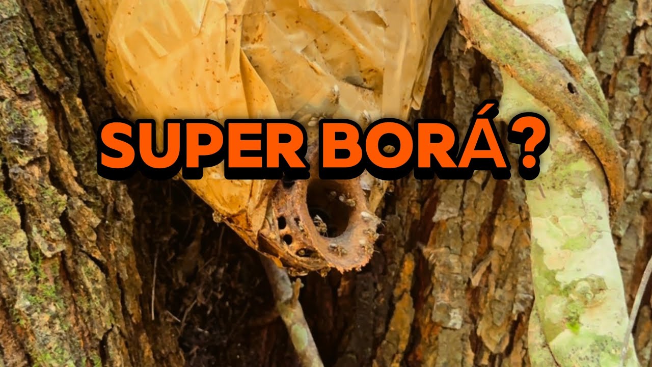 Ia recolher as iscas mas tive SURPRESAS BOAS ! CAPTURA DE BORÁ